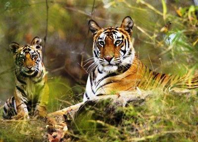 پارک ملی پریار در کرالای هند