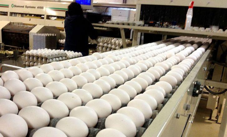 افزایش 48 درصدی تولید تخم مرغ در گلستان
