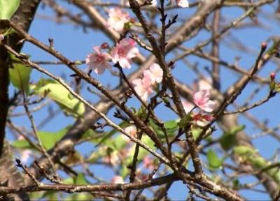 درختان در ژاپن مردم را شوکه کردند