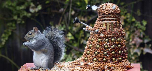 سنجاب ها و عجیب ترین کار ها در مقابل دوربین