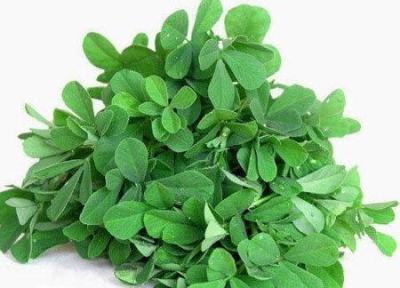 تاثیر شنبلیله در کاهش چربی خون